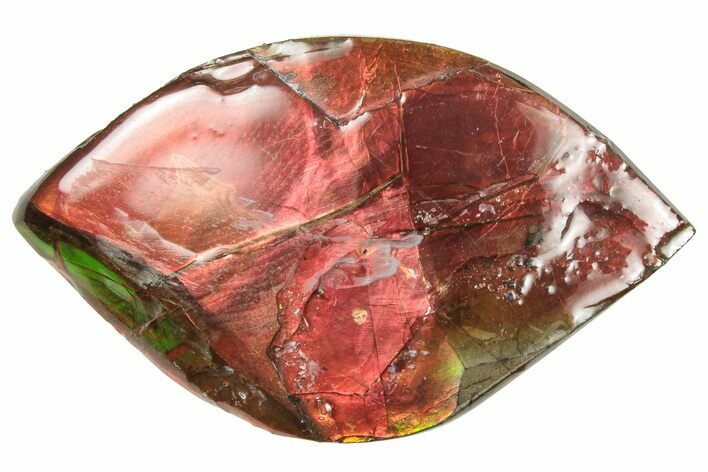Flashy Ammolite (Fossil Ammonite Shell) - Brilliant Reds #357583